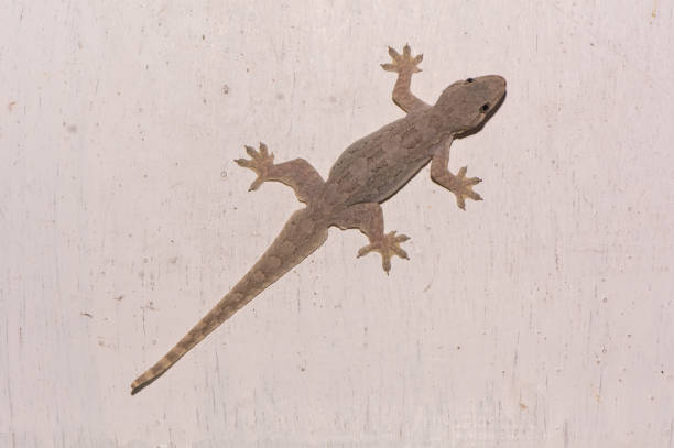 istock Top view of common lizard on white background 960679666