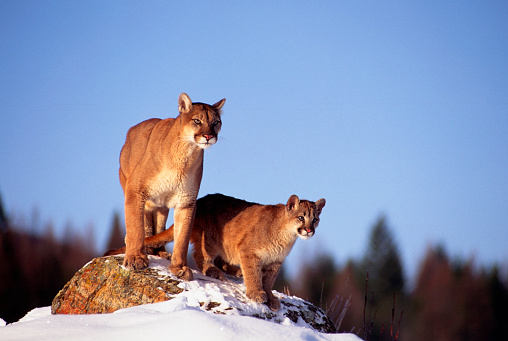 A female Mountain Lion and her cub watch from a rock outcropping in a snow covered landscape in Montana.