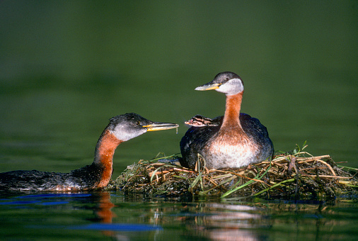 A Red-necked Grebe sits on its nest with a chick on its back while its mate feeds the young chick. Montana.