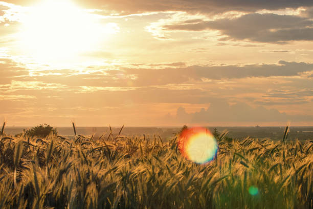 istock Wheat ears under the sunshine. Sun shining through ripe wheat. 960680076