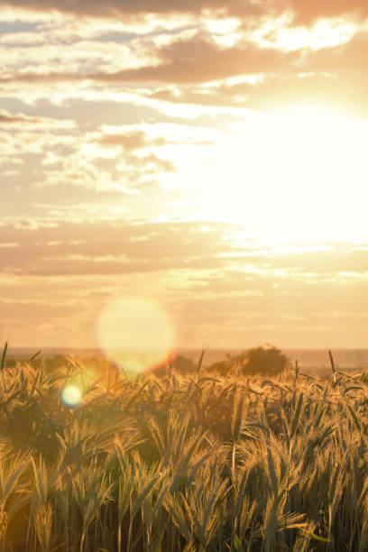 istock Wheat ears under the sunshine. Sun shining through ripe wheat. 960680186