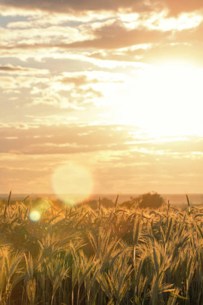 istock Wheat ears under the sunshine. Sun shining through ripe wheat. 960683660