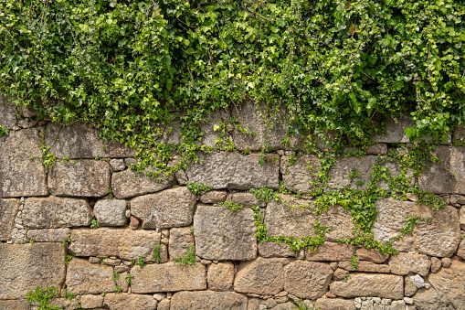 Plant grow on top of wall made from the granite rocks block stack.
