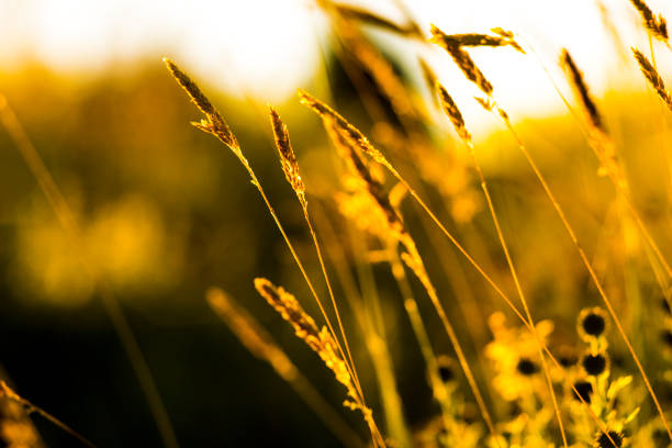 istock Herbs and nature at sunset,Turkey 960689802