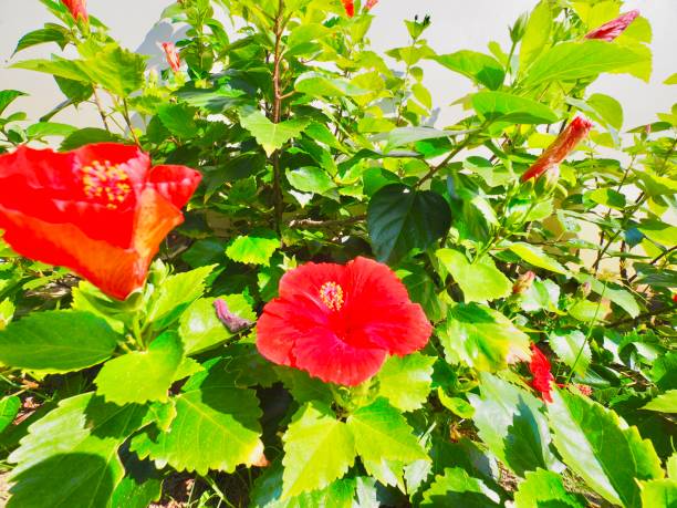 istock Hoian - Vietnam Photos 960689924