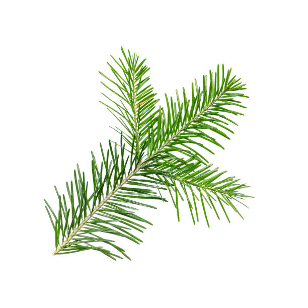 istock Spruce or Fir Branch Isolated on White 960695766