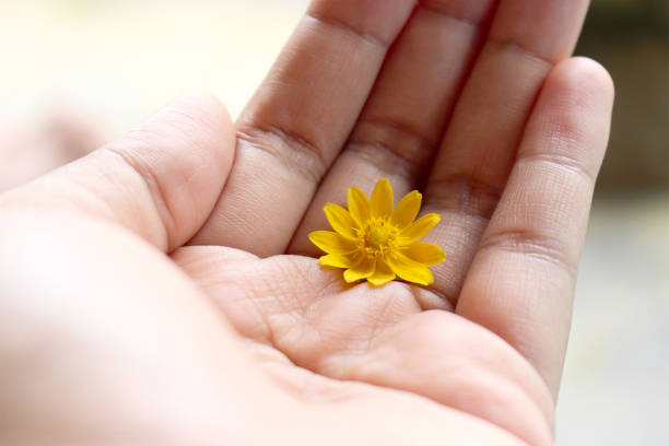istock Little Yellow Flower 960695860