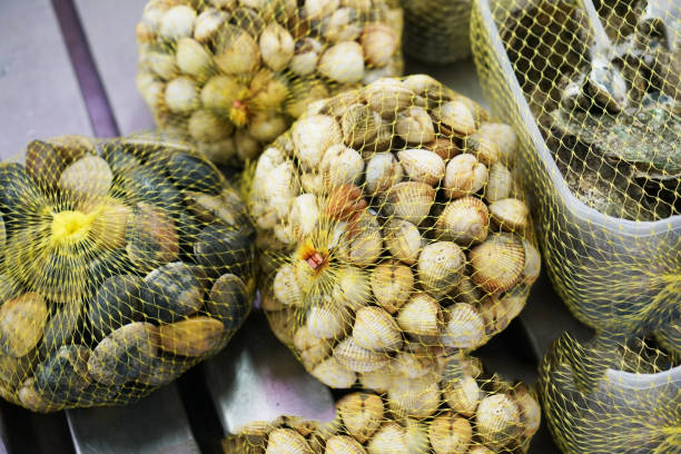 istock Fresh clams photographed 960695966