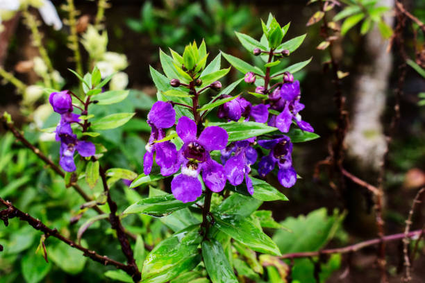 The Bud and Full Blooming of Angelonia The Bud and Full Blooming of Angelonia Goyazensis Flower in Yard Garden After The Rain. angelonia stock pictures, royalty-free photos & images