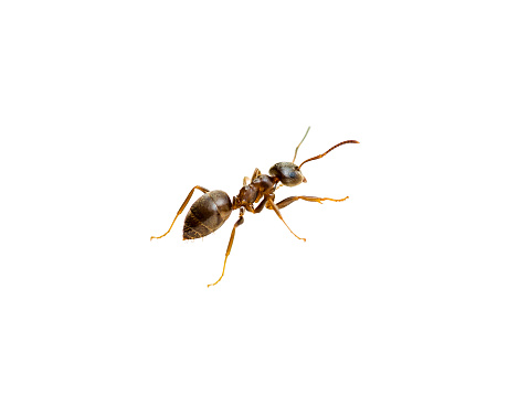 Ant Insect Macro Isolated on White Background