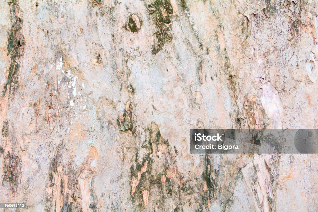 tree bark texture pattern. wood rind for background with copy space add text Abstract Stock Photo