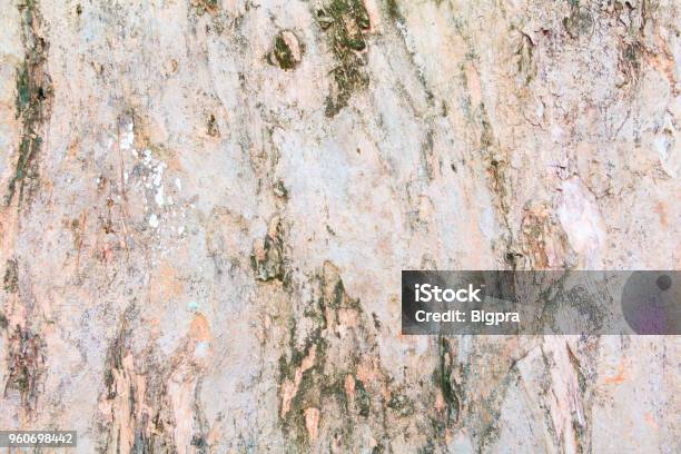 Tree Bark Texture Pattern Wood Rind For Background With Copy Space Add Text Stock Photo - Download Image Now