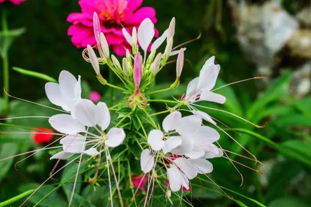 White Cleome flower (Cleome hassleriana) ,spider flowers, spider plants, spider weeds in Nature Garden