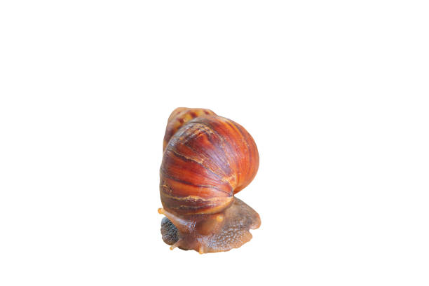 istock closeup snail isolated on white background and clipping path with copy space add text 960699202