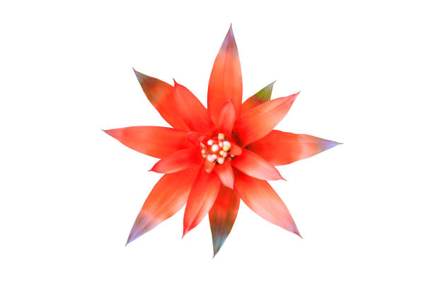 bromeliacee fiore rosso bella naturale isolata su sfondo bianco e percorso di ritaglio (nome scientifico guzmania ligulata) - bromeliad foto e immagini stock