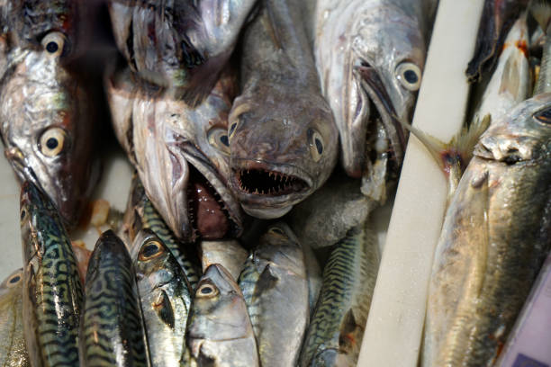istock Fresh fish on a fish market 960699606