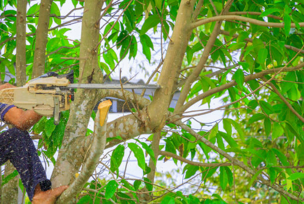 istock lumberjack. man with saw climb on the tree. concept forest destruction environment. and Motion Sawdust 960699722