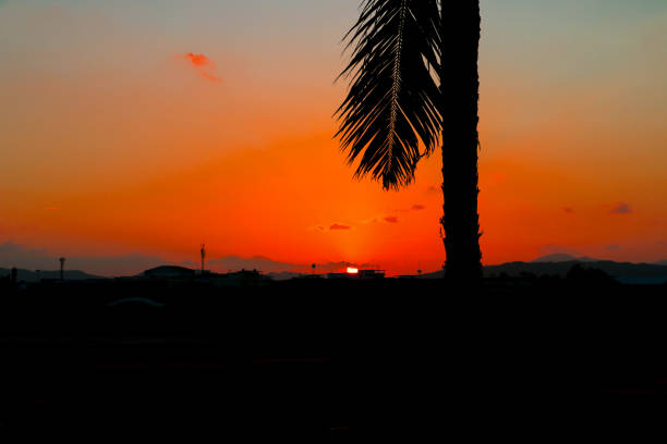 istock silhouette tree time sunset in beautiful sky twilight time 960699976