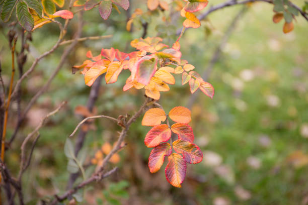 istock Red and orange autumn wild rose leaves background. 960702606