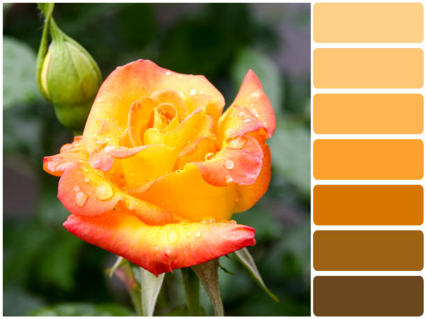 istock Color palette series: shades of orange 960702808
