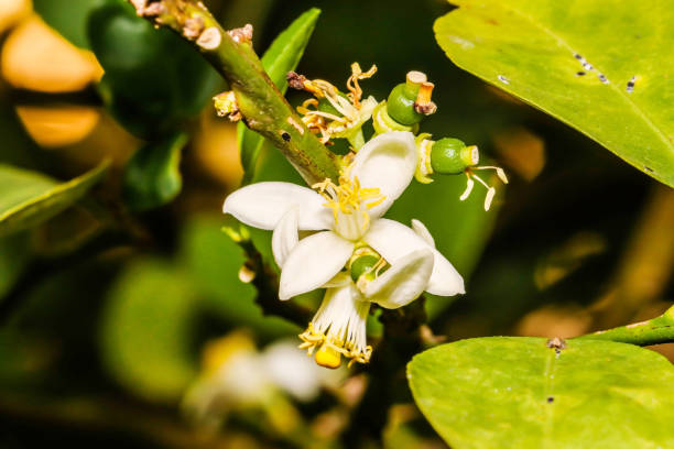 Macro of white Flower lemon ,Lime blossom on tree