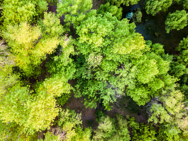 istock top down aerial trees texture under sunshine 960707058