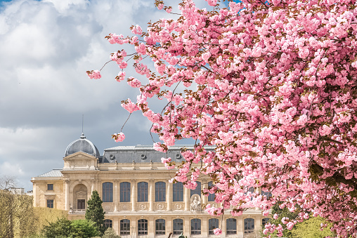 Paris, France, April 16th, 2018, pink cherry tree in flower in spring in the Jardin des Plantes, greenhouses in background, beautiful public park