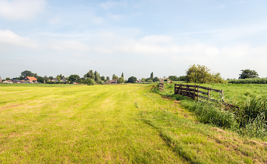Typical Dutch agricultural landscape in the summer season. Next to the newly mown grassland there is a reed and a wooden fence.
