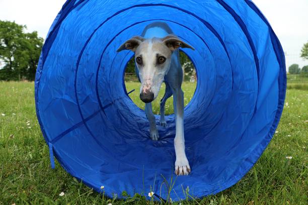 beautiful galgo is running in the tunnel