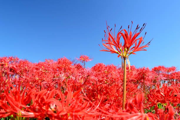 Amaryllis with the sky in the background Scientific name: "Lycoris radiate Herb"
In the Japan, it is called "manjushage" which blooms in autumn. 
The flowers spread radially from the center and it looks like fireworks. red spider lily stock pictures, royalty-free photos & images