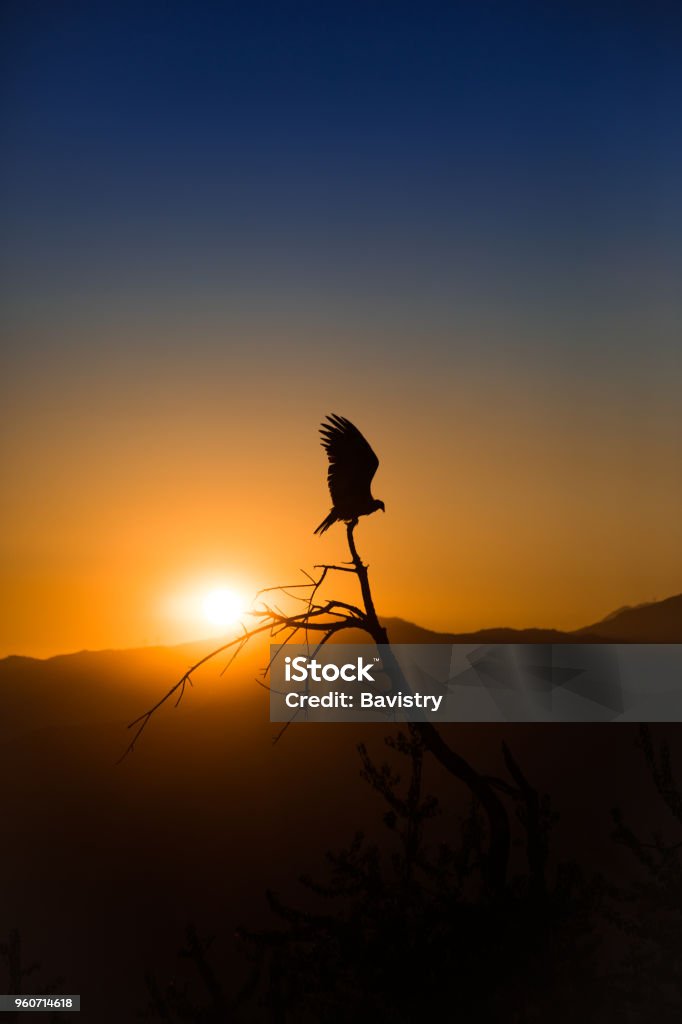 Vulture Vulture over the sunset in Azusa. Mountain Stock Photo