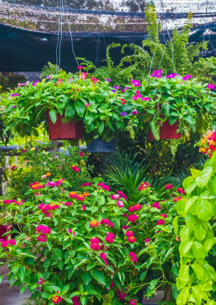 istock Hanging flower garden with many colors hanging 960715764