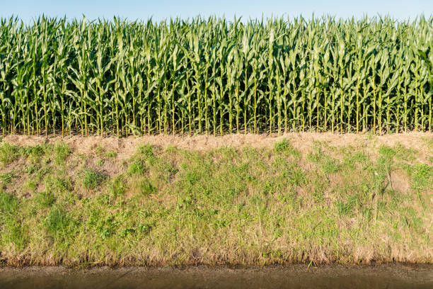 물도 랑에 인접 한 필드의 가장자리에서 성장 옥수수 - corn crop irrigation equipment agriculture leaf 뉴스 사진 이미지