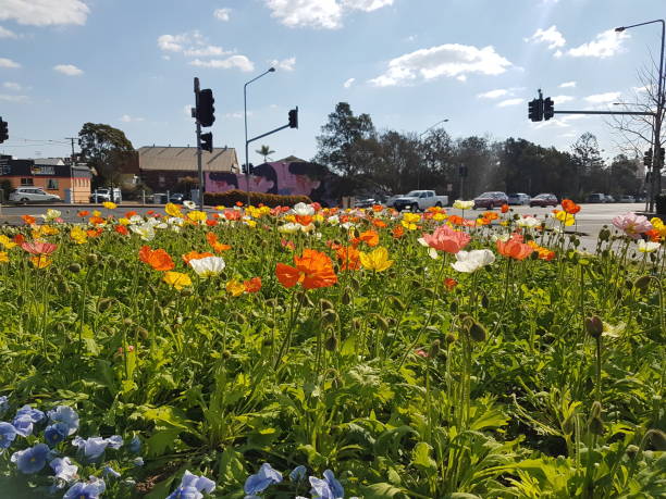 Poppies at Toowoomba Carnival of Flowers with mural in background stock photo