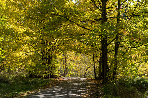 Walking track into a forest of beautifully coloured fall foliage in afternoon light with shadows falling