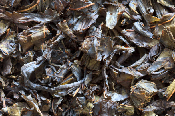 istock Dry leaves of fireweed 960719818