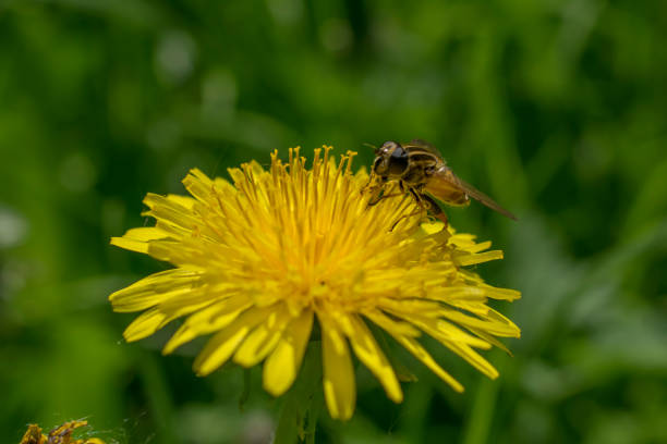 istock Flying honey bee collects pollen from flowers 960720522