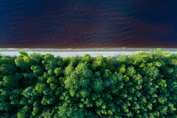 istock Aerial view of empty lake shore with forest 960721000