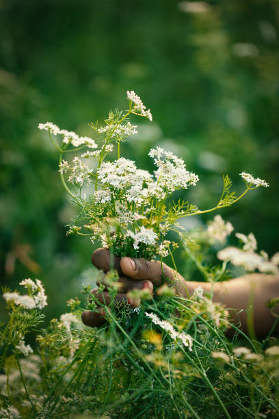 istock organic coriander (Coriandrum sativum) flower, fruit and leaves 960721290