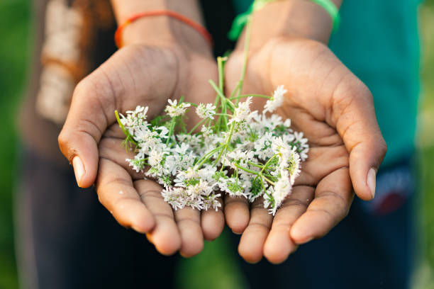 istock organic coriander (Coriandrum sativum) flower, fruit and leaves in hand 960723418