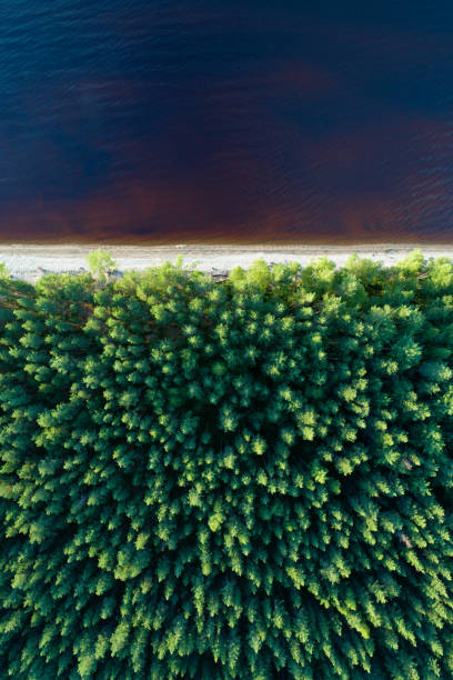 Aerial view of empty lake shore with forest