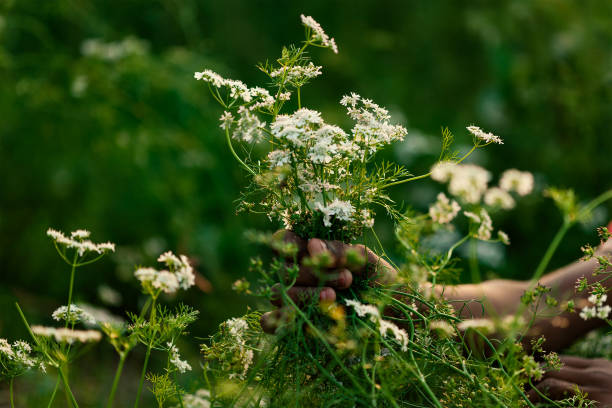 istock organic coriander (Coriandrum sativum) flower, fruit and leaves 960723458