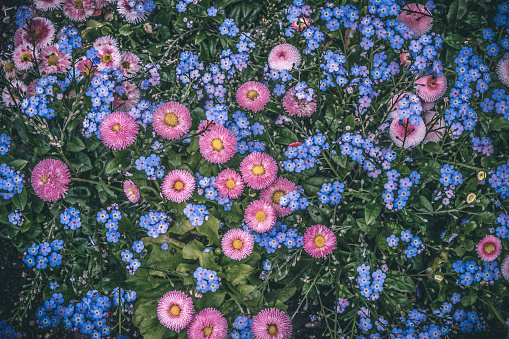 Close-up photo of colorful myosotis (forget-me-not) and daisy flowers from above. Summer nature background concept.
