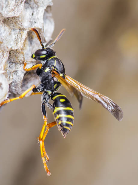 istock Yellow Jacket Wasp Insect on Nest 960734650