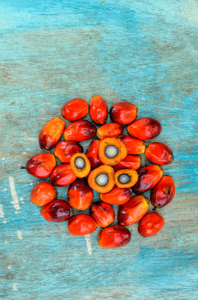 Oil palm fruits stock photo