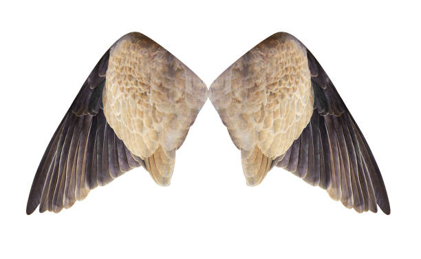 istock Pinion on the sprawling with clipping path 960739772