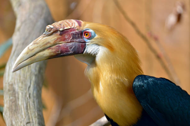 istock Portrait of Papuan hornbill 960740066