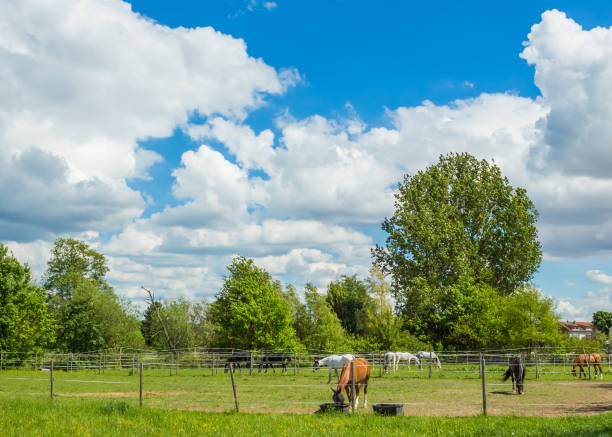 istock Horses on a Field in Summer with white Clouds Sky 960740470