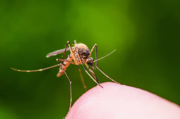 picadura de insecto mosquito infectado del virus zika, la malaria o la fiebre amarilla en fondo verde - mosquito malaria parasite biting insect fotografías e imágenes de stock