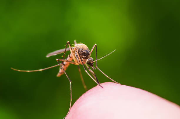 piqûre d’insecte moustique infecté de virus zika, la malaria ou la fièvre jaune sur fond vert - moustique photos et images de collection